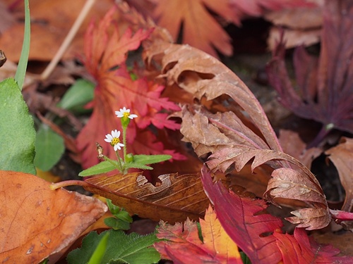 141102008s.jpg