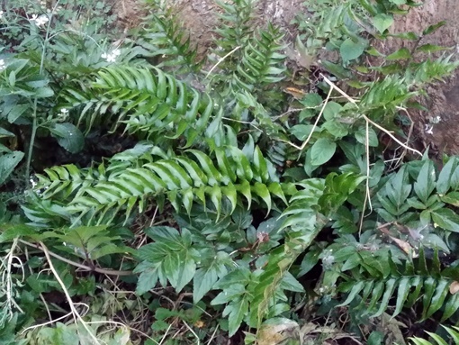 150517076oniyabusotetu.jpg