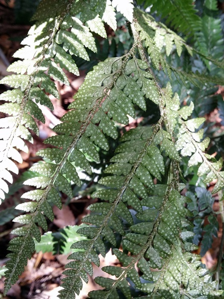 150518059kanawarabi.jpg