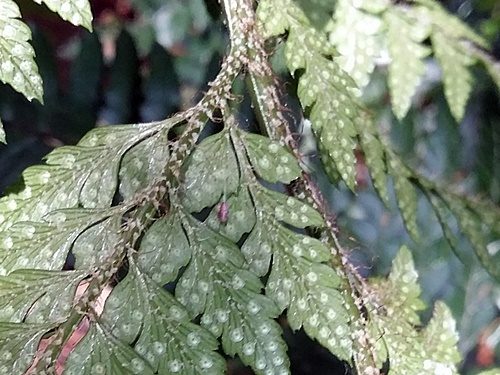 150518059kanawarabis.jpg