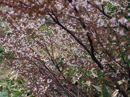150604095minezakura.jpg