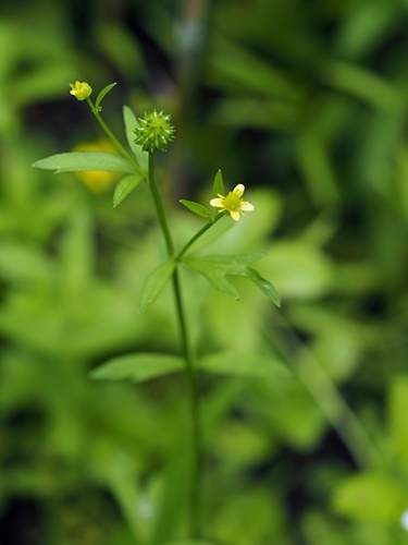 150606048kokitunenobotan.jpg