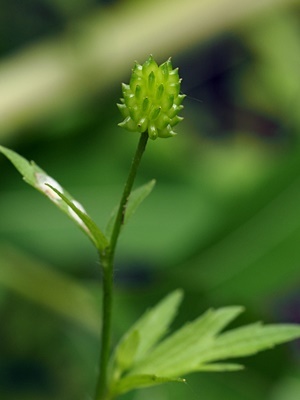 150606081kokitunenobotan.jpg