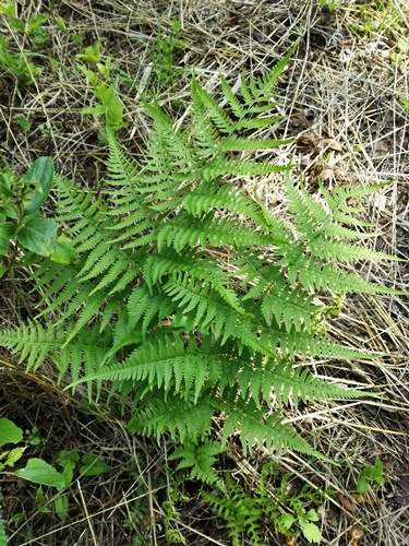 150629013hebinonegoza.jpg