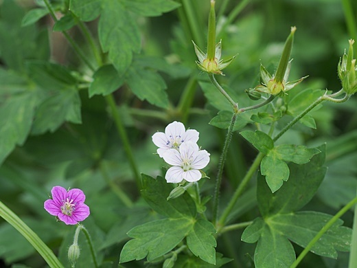 150919062gennosyoko.jpg