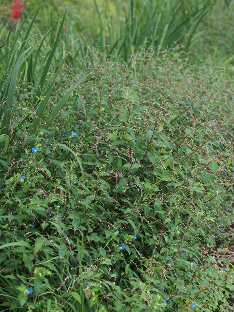 150919068bontokutade.jpg