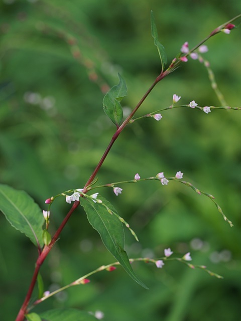 150919096bontokutade.jpg