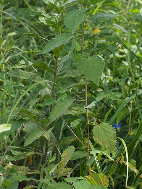150919122karasunogoma-kitunenomago.jpg