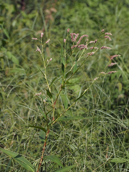 150919138harutade.jpg