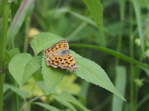 150919162kitateha♂.jpg