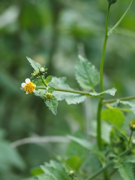 150919165ainokosendangusa.jpg