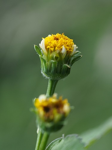 150919169ainokosendangusa.jpg