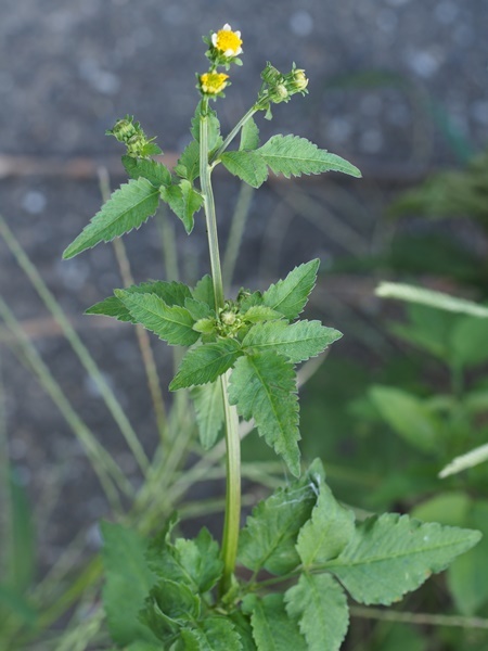 150919171ainokosendangusa.jpg