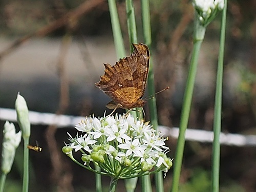 150919234kitateha.jpg