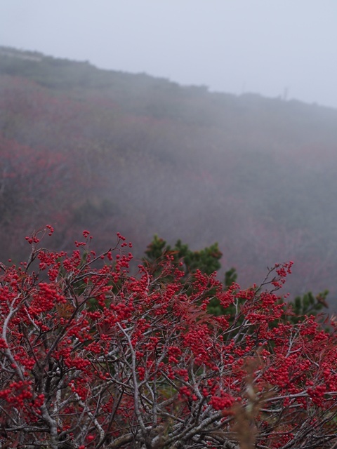 151005019zao.jpg