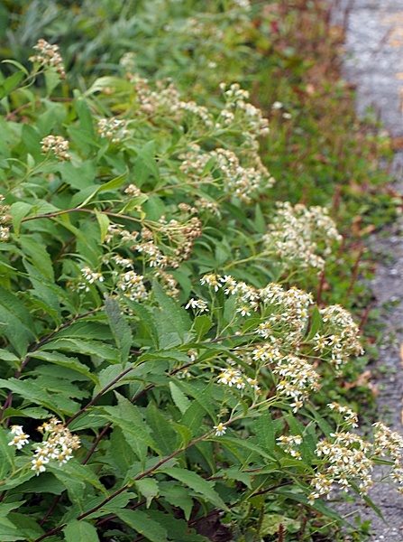 151005151siroyomena.jpg