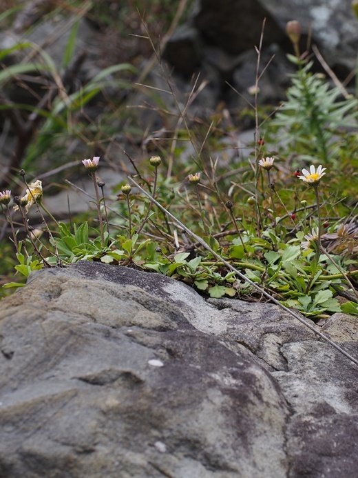 151010071kohamagiku.jpg