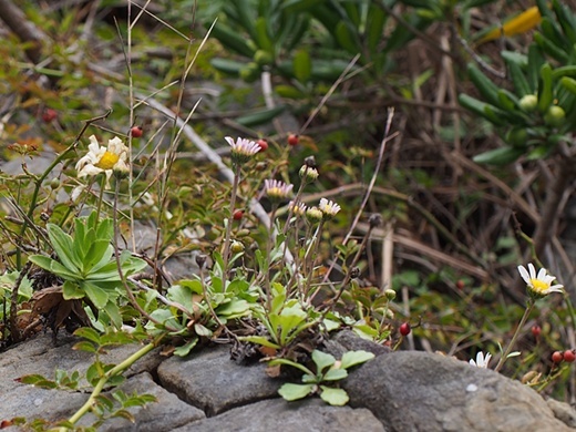151010087kohamagiku.jpg