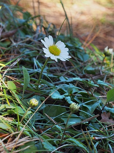 151012051kohamagiku.jpg