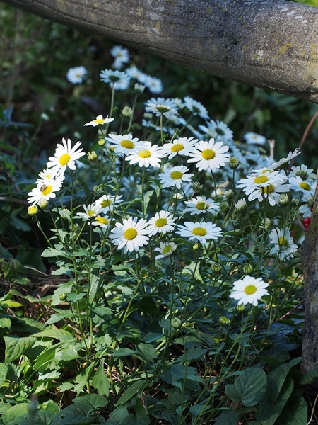 151012086kohamagiku.jpg