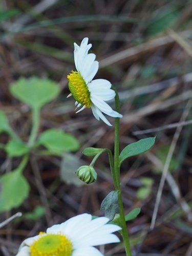 151012124kohamagiku.jpg