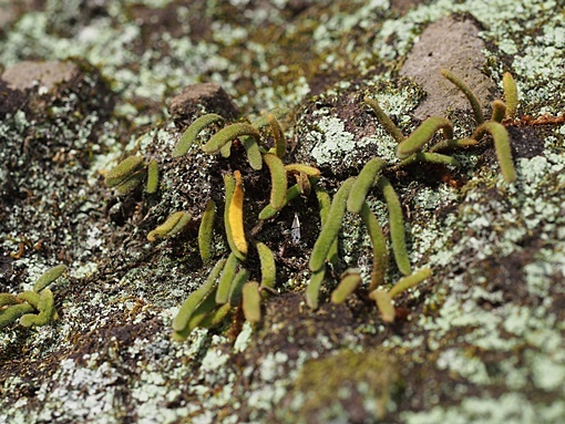 151124032birodosida.jpg