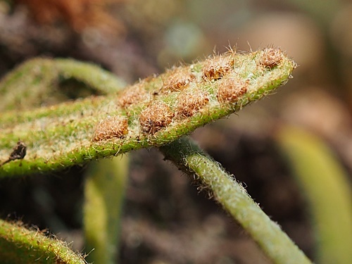 151124034birodosida.jpg