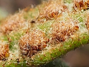 151124034birodosidas.jpg