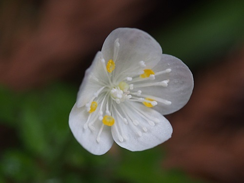 160423063turusirokaneso.jpg