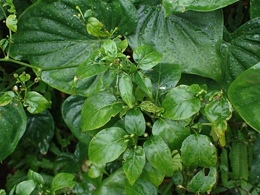 170314012simatougarasi.jpg