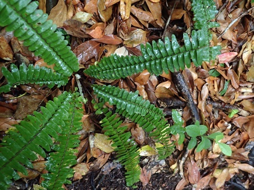 170314056tamasida.jpg