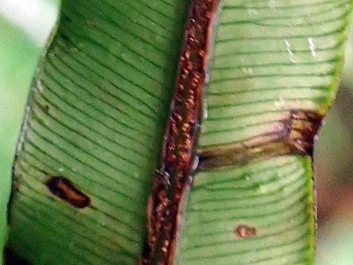 170314177biryusidas.jpg