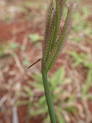 170316043simahigesiba.jpg