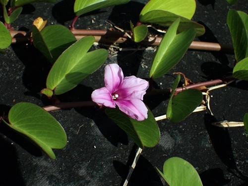 170316067gunbaihirugao.jpg