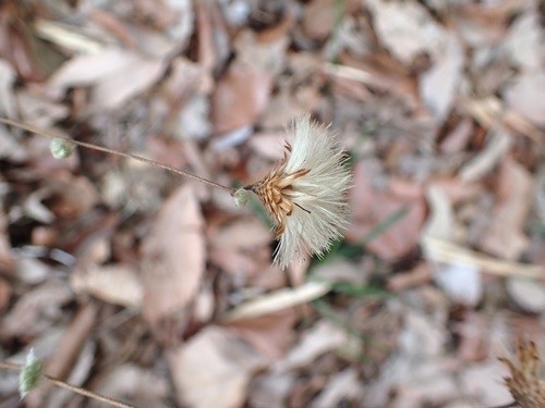170331050koyaboki.jpg