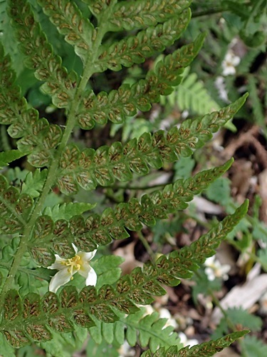 170517066natisikesida-ura.jpg