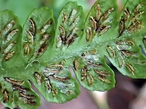 170517066natisikesida-uras.jpg