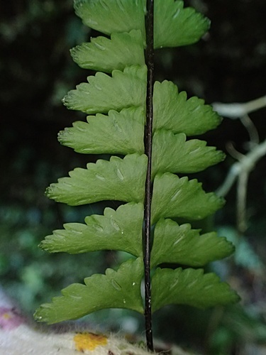 170519048nuritoranoo-ura.jpg