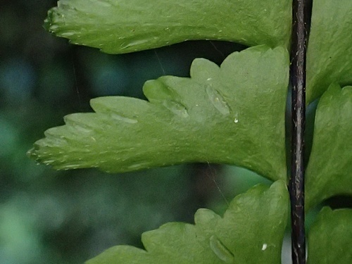 170519048nuritoranoo-uras.jpg