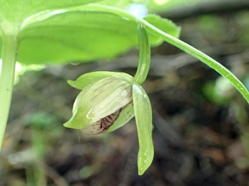 170609010koatumoriso.jpg
