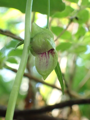 170609056koatumoriso.jpg
