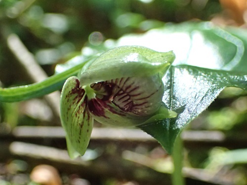 170609064koatumoriso.jpg