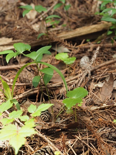 170620045koatumoriso.jpg