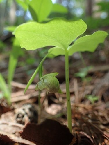 170620047koatumoriso.jpg
