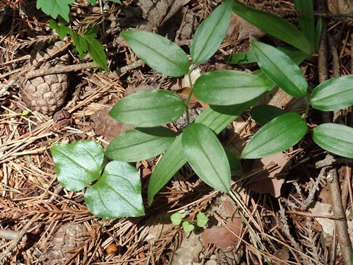 170620050koatumoriso.jpg