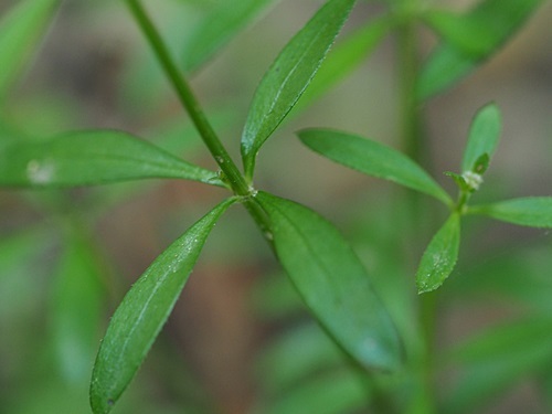 170620139yamamugura.jpg