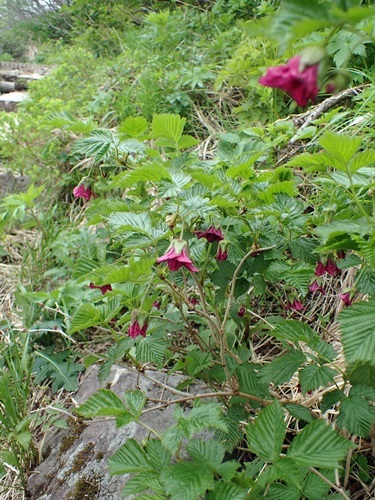 170625091benibanaitigo.jpg