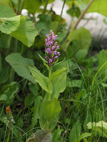 170626111nobinetidori.jpg