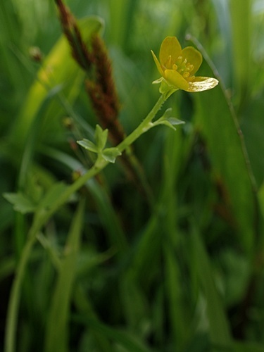 170626178turukitunenobotanka.jpg