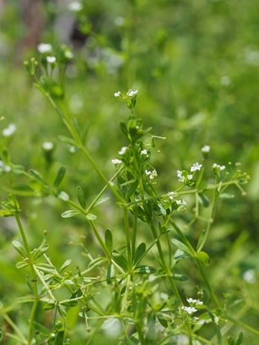 170715198hosobanoyotubamugua.jpg
